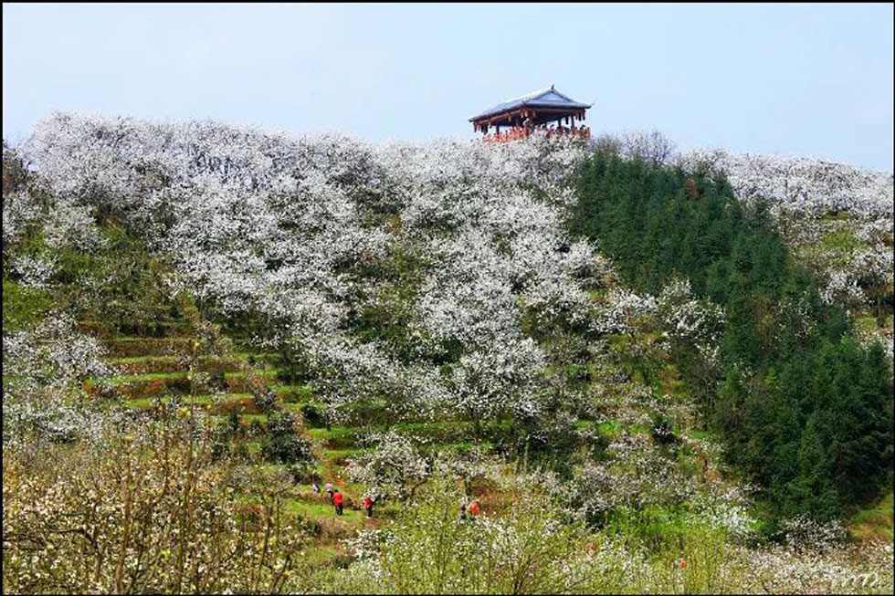 【春天，广西桂林灌阳县向您发出邀请！】我们在灌阳看梨花 - 游山玩水 - 唐山生活社区 - 唐山28生活网 ts.28life.net