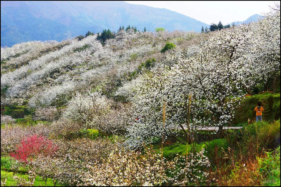 【春天，广西桂林灌阳县向您发出邀请！】我们在灌阳看梨花 - 游山玩水 - 唐山生活社区 - 唐山28生活网 ts.28life.net