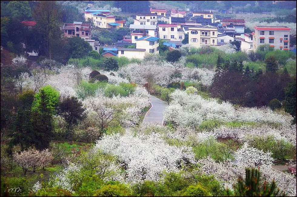 【春天，广西桂林灌阳县向您发出邀请！】我们在灌阳看梨花 - 游山玩水 - 唐山生活社区 - 唐山28生活网 ts.28life.net