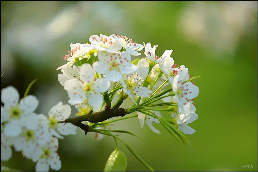 【春天，广西桂林灌阳县向您发出邀请！】我们在灌阳看梨花 - 游山玩水 - 唐山生活社区 - 唐山28生活网 ts.28life.net