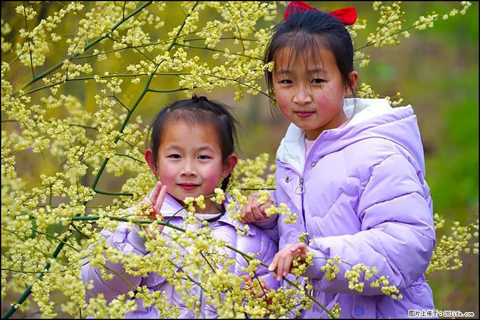 【春天，广西桂林灌阳县向您发出邀请！】米珠山前有片山苍子花在飘香 - 游山玩水 - 唐山生活社区 - 唐山28生活网 ts.28life.net