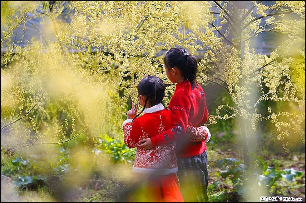 【春天，广西桂林灌阳县向您发出邀请！】米珠山前有片山苍子花在飘香 - 游山玩水 - 唐山生活社区 - 唐山28生活网 ts.28life.net
