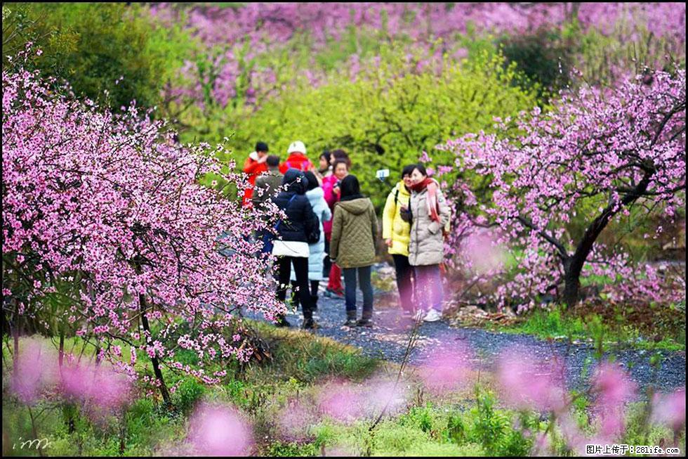 【春天，广西桂林灌阳县向您发出邀请！】官庄村有个醉美的桃花园 - 游山玩水 - 唐山生活社区 - 唐山28生活网 ts.28life.net