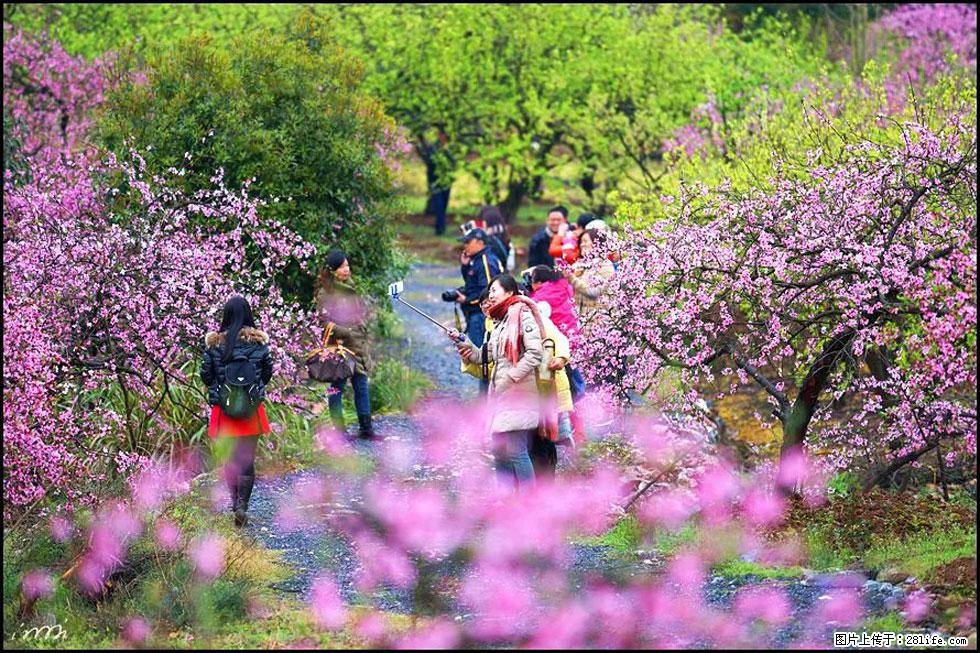 【春天，广西桂林灌阳县向您发出邀请！】官庄村有个醉美的桃花园 - 游山玩水 - 唐山生活社区 - 唐山28生活网 ts.28life.net