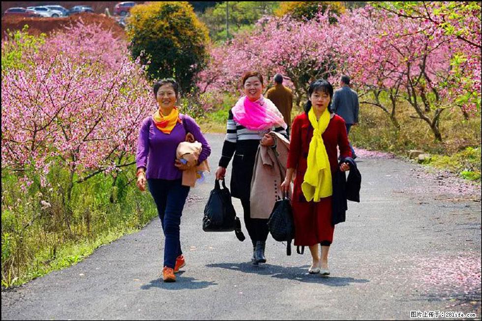 【春天，广西桂林灌阳县向您发出邀请！】官庄村有个醉美的桃花园 - 游山玩水 - 唐山生活社区 - 唐山28生活网 ts.28life.net