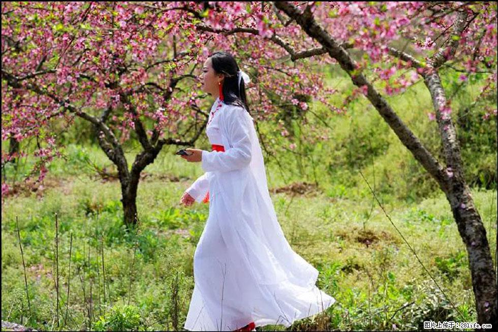 【春天，广西桂林灌阳县向您发出邀请！】官庄村有个醉美的桃花园 - 游山玩水 - 唐山生活社区 - 唐山28生活网 ts.28life.net