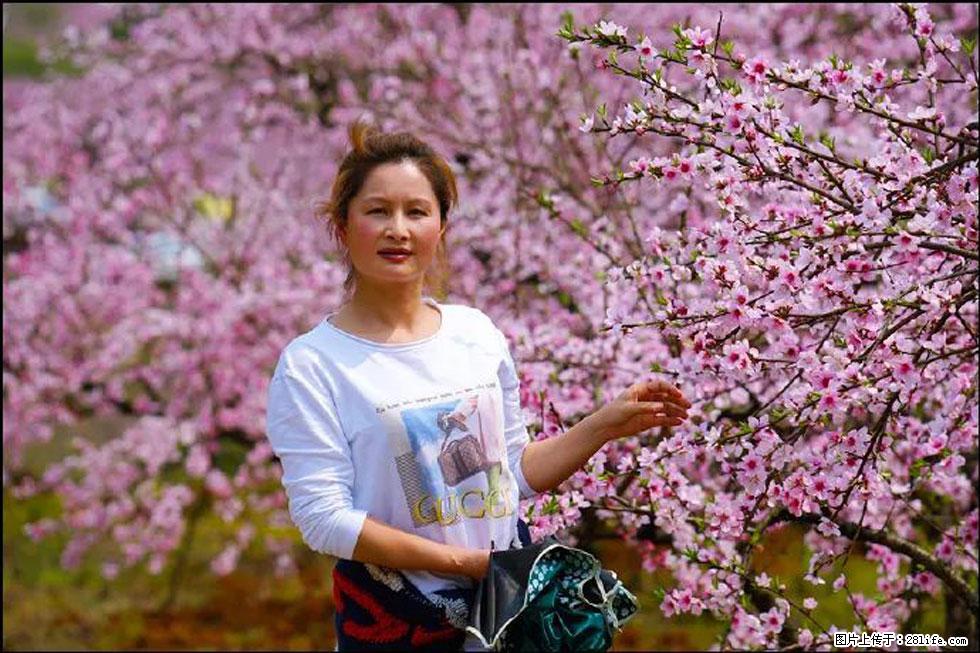 【春天，广西桂林灌阳县向您发出邀请！】官庄村有个醉美的桃花园 - 游山玩水 - 唐山生活社区 - 唐山28生活网 ts.28life.net