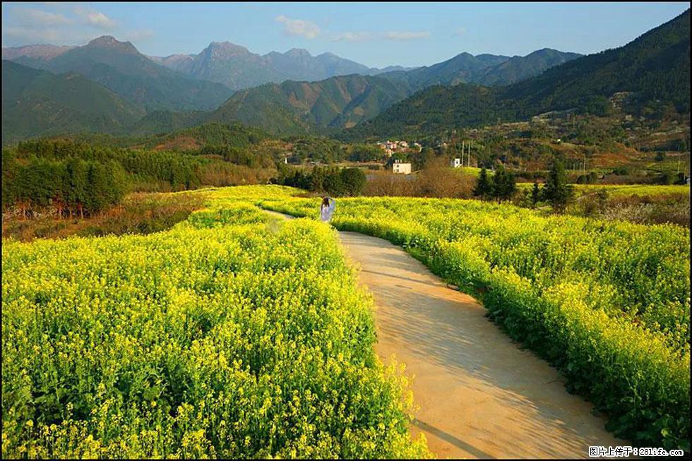 【春天，广西桂林灌阳县向您发出邀请！】长坪村油菜盛情花开 - 游山玩水 - 唐山生活社区 - 唐山28生活网 ts.28life.net