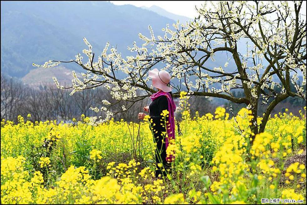 【春天，广西桂林灌阳县向您发出邀请！】长坪村油菜盛情花开 - 游山玩水 - 唐山生活社区 - 唐山28生活网 ts.28life.net