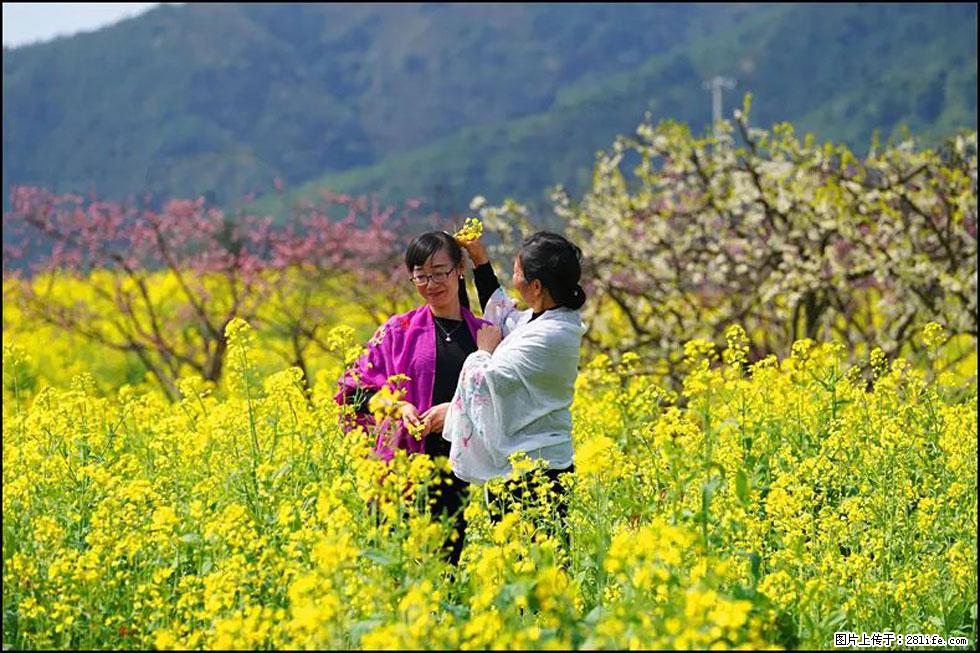 【春天，广西桂林灌阳县向您发出邀请！】长坪村油菜盛情花开 - 游山玩水 - 唐山生活社区 - 唐山28生活网 ts.28life.net