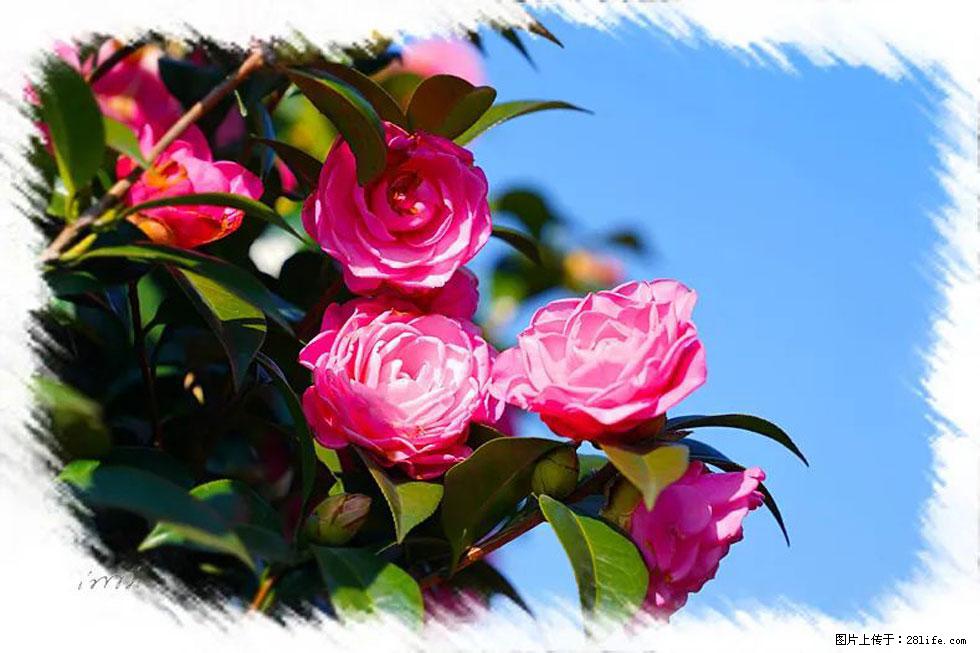 【春天，广西桂林灌阳县向您发出邀请！】杨柳井茶花惹人爱 - 游山玩水 - 唐山生活社区 - 唐山28生活网 ts.28life.net