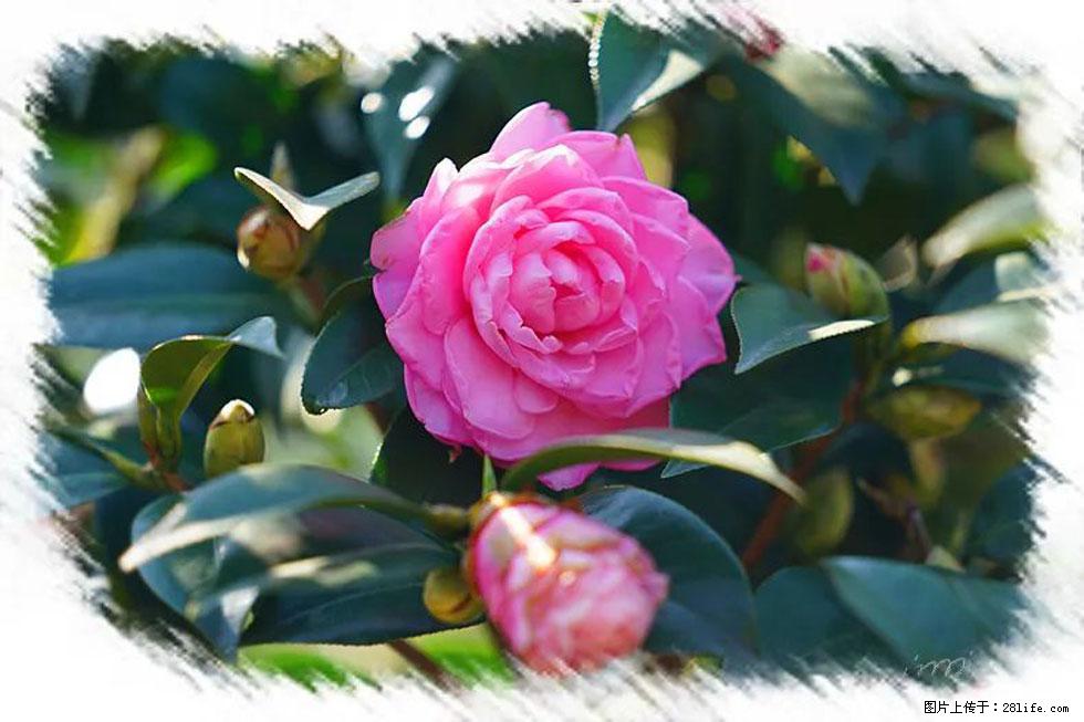 【春天，广西桂林灌阳县向您发出邀请！】杨柳井茶花惹人爱 - 游山玩水 - 唐山生活社区 - 唐山28生活网 ts.28life.net
