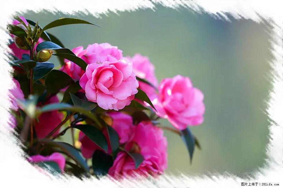 【春天，广西桂林灌阳县向您发出邀请！】杨柳井茶花惹人爱 - 游山玩水 - 唐山生活社区 - 唐山28生活网 ts.28life.net