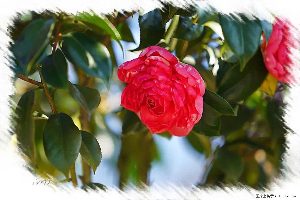 【春天，广西桂林灌阳县向您发出邀请！】杨柳井茶花惹人爱 - 游山玩水 - 唐山生活社区 - 唐山28生活网 ts.28life.net