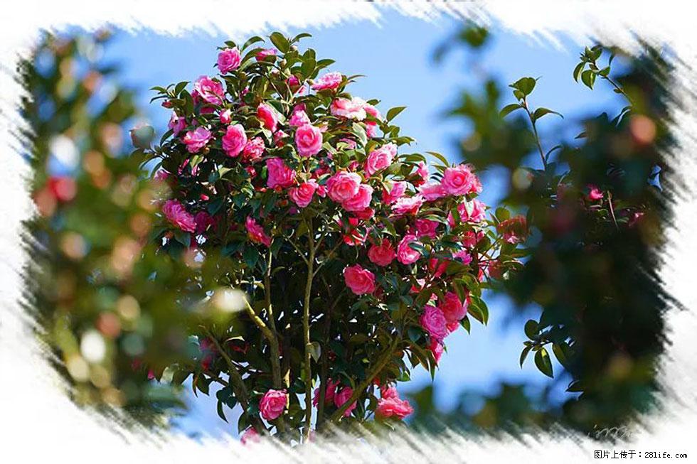 【春天，广西桂林灌阳县向您发出邀请！】杨柳井茶花惹人爱 - 游山玩水 - 唐山生活社区 - 唐山28生活网 ts.28life.net
