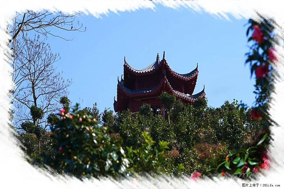 【春天，广西桂林灌阳县向您发出邀请！】杨柳井茶花惹人爱 - 游山玩水 - 唐山生活社区 - 唐山28生活网 ts.28life.net