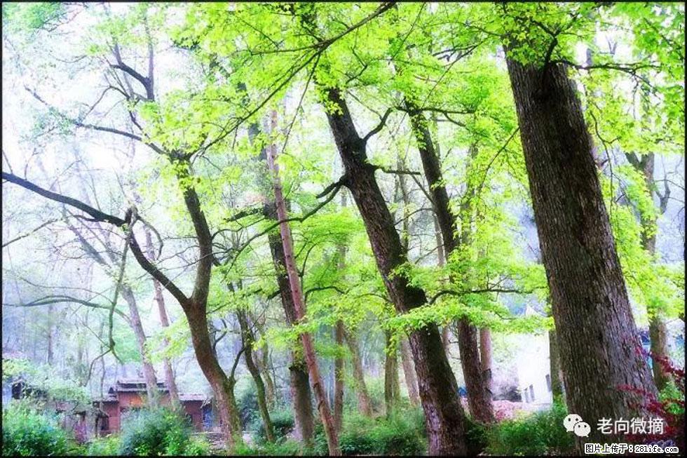 【春天，广西桂林灌阳县向您发出邀请！】在小龙村与春天约会 - 游山玩水 - 唐山生活社区 - 唐山28生活网 ts.28life.net