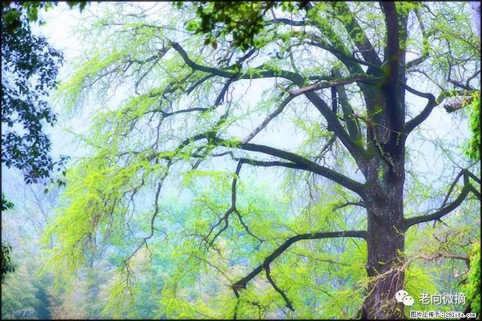 【春天，广西桂林灌阳县向您发出邀请！】在小龙村与春天约会 - 游山玩水 - 唐山生活社区 - 唐山28生活网 ts.28life.net
