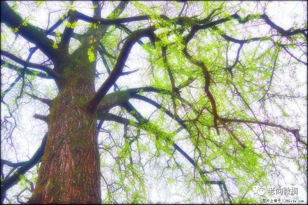 【春天，广西桂林灌阳县向您发出邀请！】在小龙村与春天约会 - 游山玩水 - 唐山生活社区 - 唐山28生活网 ts.28life.net