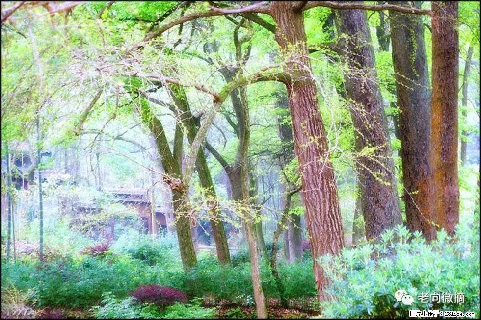 【春天，广西桂林灌阳县向您发出邀请！】在小龙村与春天约会 - 游山玩水 - 唐山生活社区 - 唐山28生活网 ts.28life.net
