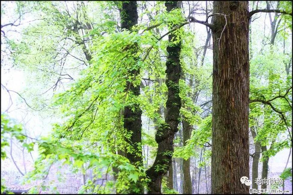 【春天，广西桂林灌阳县向您发出邀请！】在小龙村与春天约会 - 游山玩水 - 唐山生活社区 - 唐山28生活网 ts.28life.net