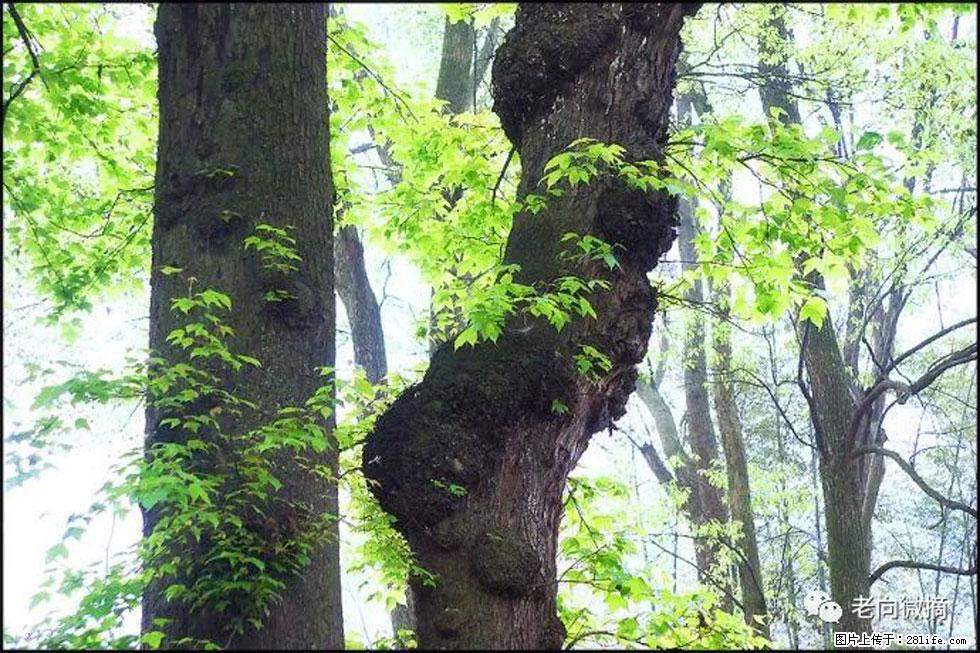【春天，广西桂林灌阳县向您发出邀请！】在小龙村与春天约会 - 游山玩水 - 唐山生活社区 - 唐山28生活网 ts.28life.net