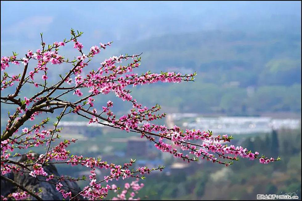 【春天，广西桂林灌阳县向您发出邀请！】望月岭上桃花开 - 游山玩水 - 唐山生活社区 - 唐山28生活网 ts.28life.net