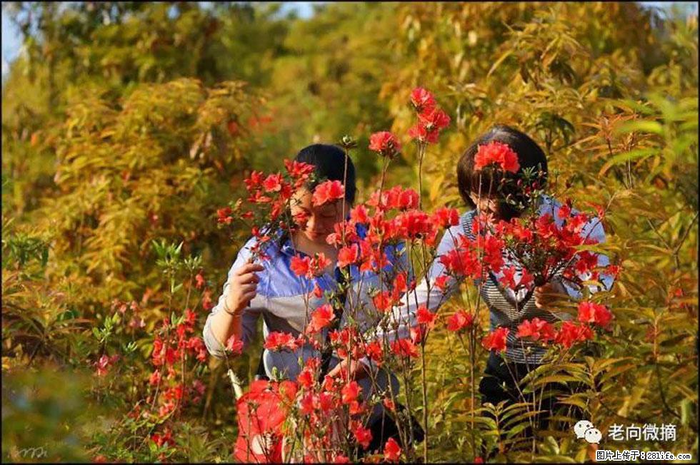 【春天，广西桂林灌阳县向您发出邀请！】登麒麟山，相约映山红 - 游山玩水 - 唐山生活社区 - 唐山28生活网 ts.28life.net