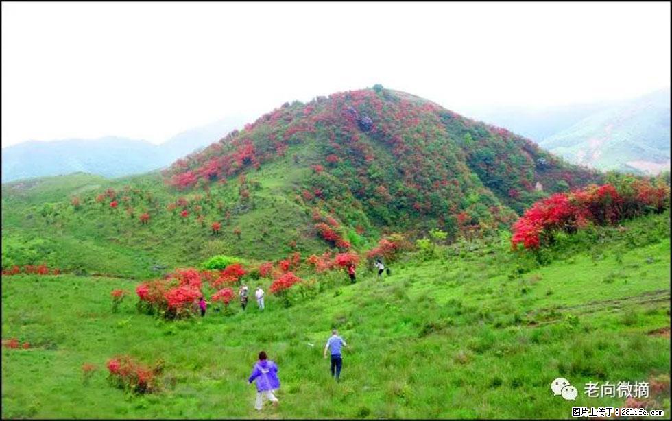 【春天，广西桂林灌阳县向您发出邀请！】宝盖山上映山红 - 游山玩水 - 唐山生活社区 - 唐山28生活网 ts.28life.net