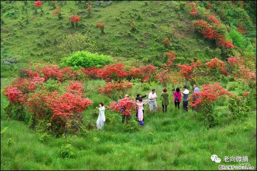 【春天，广西桂林灌阳县向您发出邀请！】宝盖山上映山红 - 游山玩水 - 唐山生活社区 - 唐山28生活网 ts.28life.net