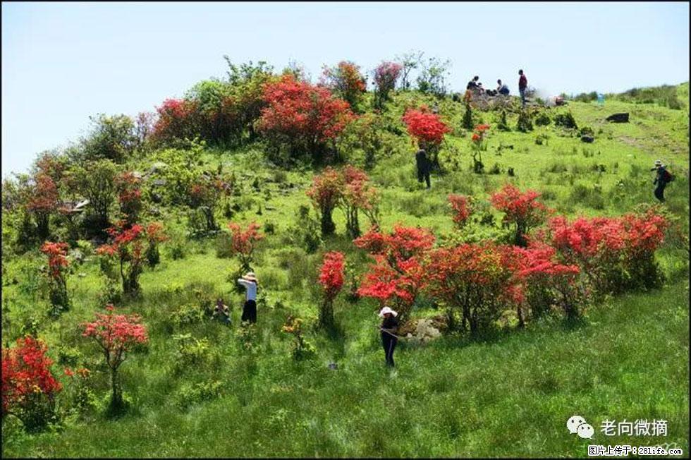 【春天，广西桂林灌阳县向您发出邀请！】宝盖山上映山红 - 游山玩水 - 唐山生活社区 - 唐山28生活网 ts.28life.net