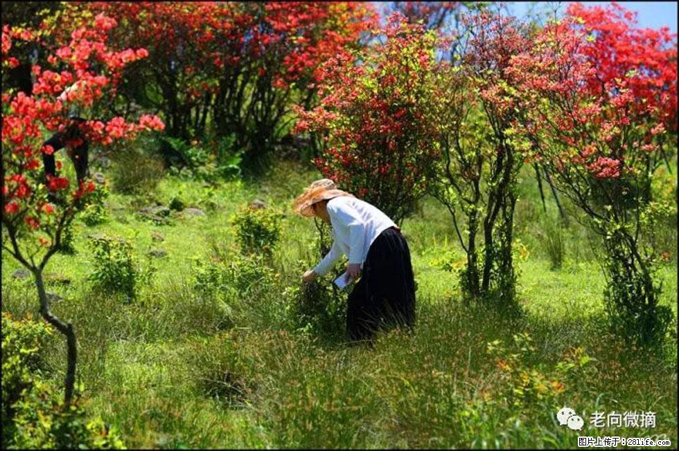 【春天，广西桂林灌阳县向您发出邀请！】宝盖山上映山红 - 游山玩水 - 唐山生活社区 - 唐山28生活网 ts.28life.net