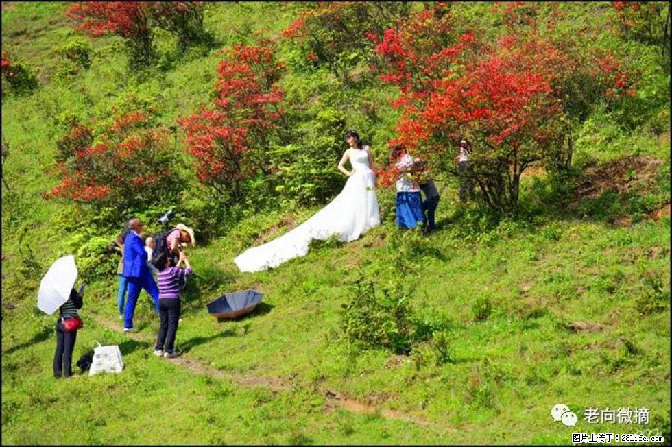 【春天，广西桂林灌阳县向您发出邀请！】宝盖山上映山红 - 游山玩水 - 唐山生活社区 - 唐山28生活网 ts.28life.net