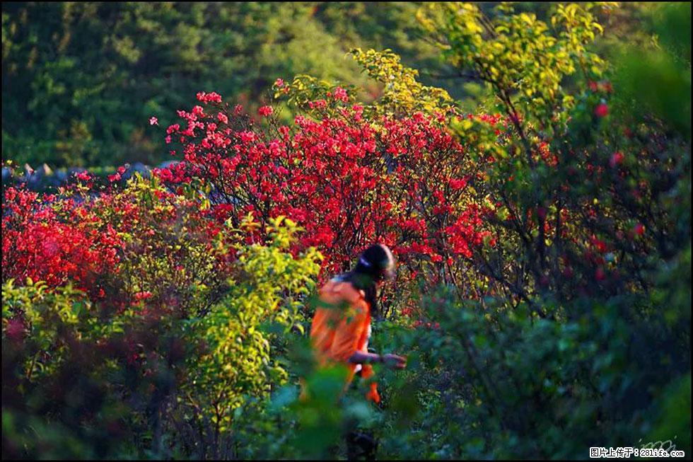 【春天，广西桂林灌阳县向您发出邀请！】春木界上映山红 - 游山玩水 - 唐山生活社区 - 唐山28生活网 ts.28life.net