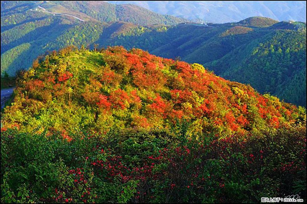 【春天，广西桂林灌阳县向您发出邀请！】春木界上映山红 - 游山玩水 - 唐山生活社区 - 唐山28生活网 ts.28life.net