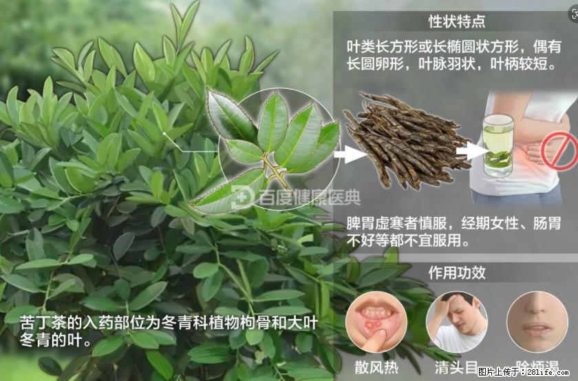 苦丁茶有哪些功效和作用 - 生活百科 - 唐山生活社区 - 唐山28生活网 ts.28life.net