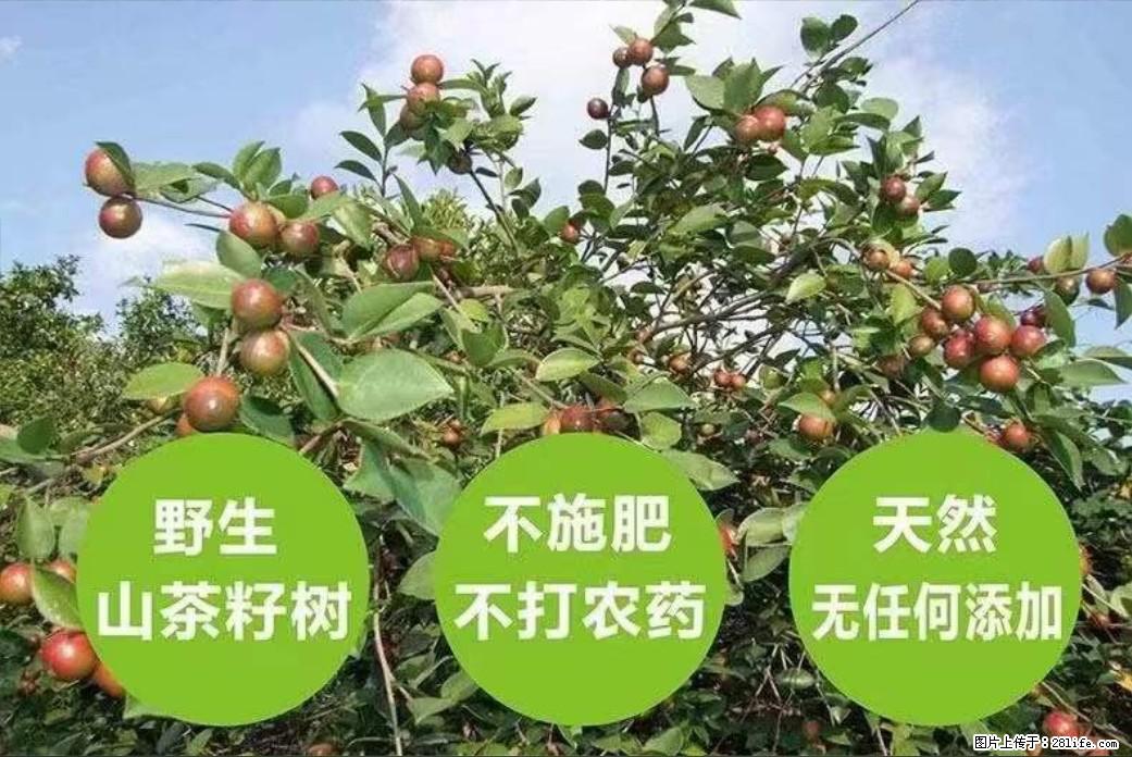 【灌阳县油茶产业示范区】一个有着充实的精神生活的人,对待身外之物自会有一种淡泊的态度 - 美食天地 - 唐山生活社区 - 唐山28生活网 ts.28life.net