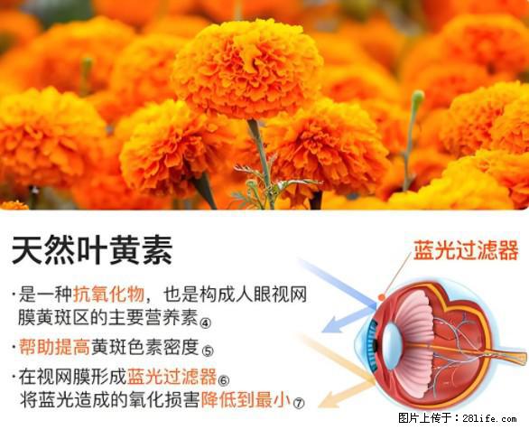 叶黄素有什么功效和作用 - 生活百科 - 唐山生活社区 - 唐山28生活网 ts.28life.net