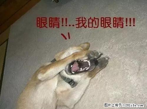 笑癫了！一女的怀孕三年未生，他终于忍不住了... - 娱乐八卦 - 唐山生活社区 - 唐山28生活网 ts.28life.net