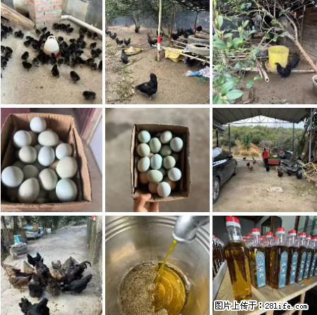 油茶园从小鸡仔开始养起的纯土鸡、土鸡蛋可以预定啦！还有前几天刚榨的纯山茶油哦 - 美食天地 - 唐山生活社区 - 唐山28生活网 ts.28life.net