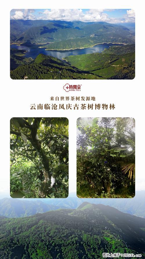 时间果百年古树2025年春红茶 - 购物交流 - 唐山生活社区 - 唐山28生活网 ts.28life.net