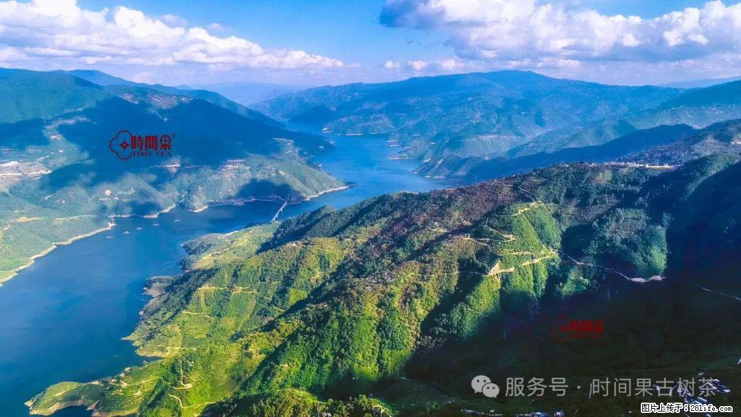 时间果百年古树龙珠普洱生茶 - 购物交流 - 唐山生活社区 - 唐山28生活网 ts.28life.net