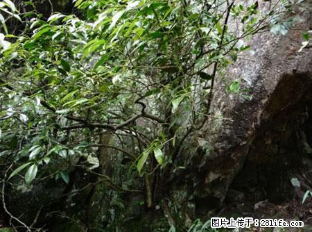 平乐石崖茶，珍贵仅次于金花茶 - 唐山生活资讯 - 唐山28生活网 ts.28life.net