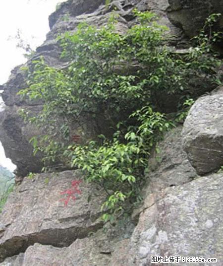平乐石崖茶，珍贵仅次于金花茶 - 唐山生活资讯 - 唐山28生活网 ts.28life.net