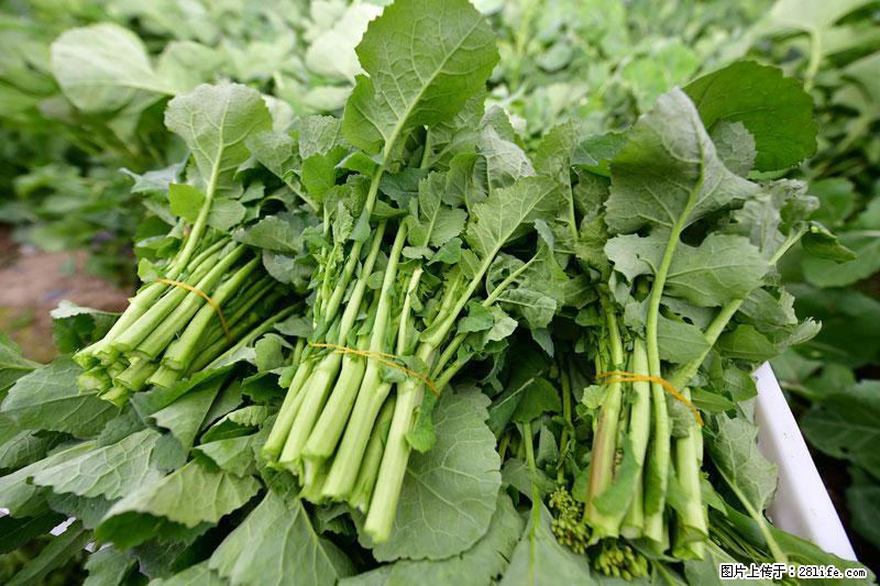 这些蔬菜是“天然钙片”，这6种被医生重点推荐 - 唐山生活资讯 - 唐山28生活网 ts.28life.net
